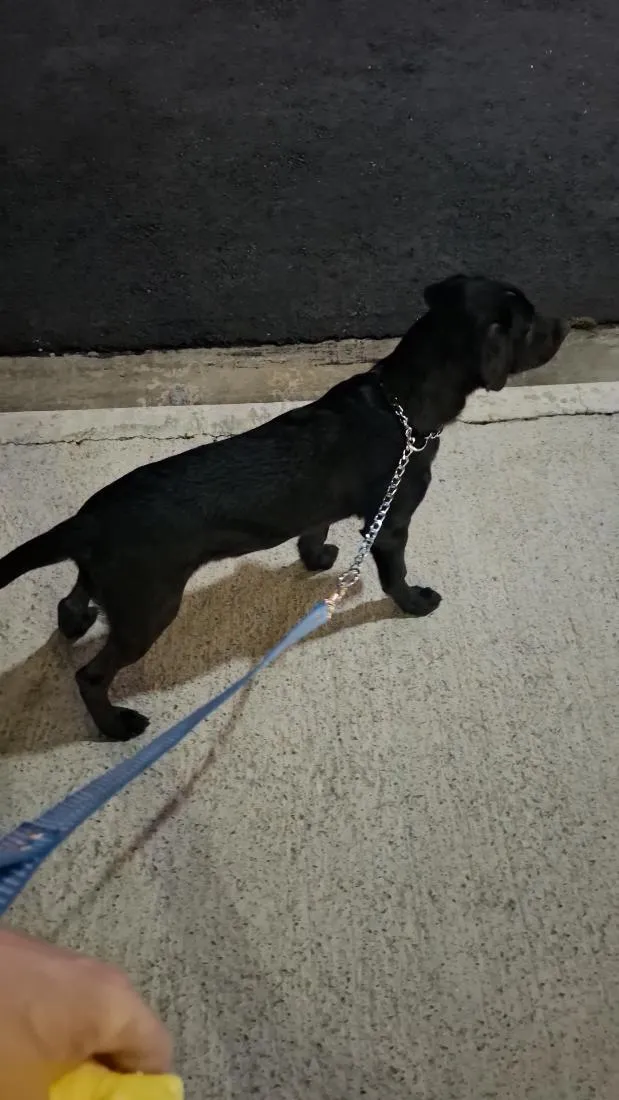 Cachorro raça Labrador idade 7 a 11 meses nome Akin