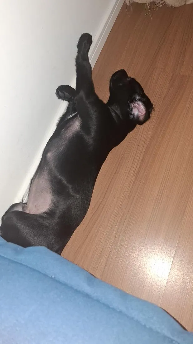 Cachorro raça Labrador idade 7 a 11 meses nome Akin