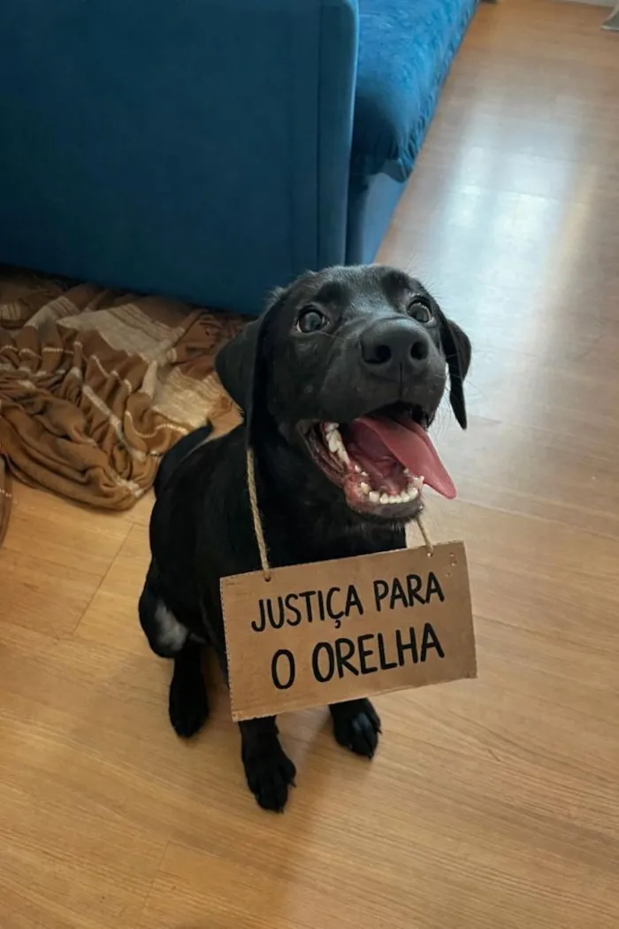 Cachorro raça Labrador idade 7 a 11 meses nome Akin