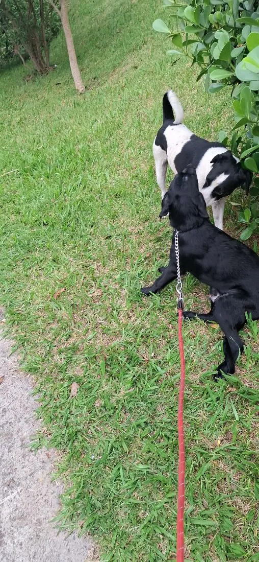 Cachorro raça Labrador idade 7 a 11 meses nome Akin
