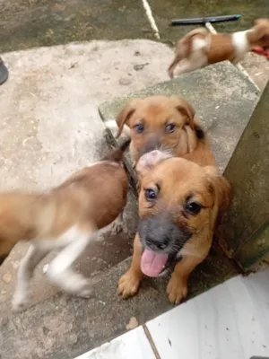 Cachorro raça SRD-ViraLata idade Abaixo de 2 meses nome filhotes