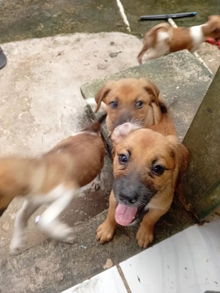Cachorro raça SRD-ViraLata idade Abaixo de 2 meses nome filhotes