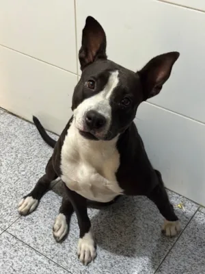 Cachorro raça Pit-Bull idade 3 anos nome Jade