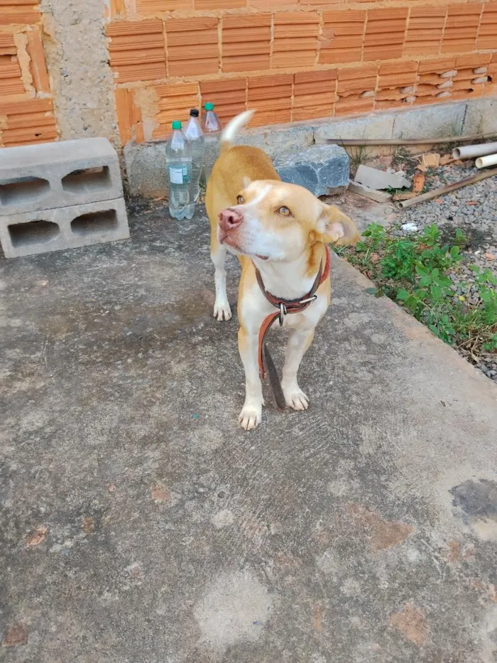 Cachorro raça SRD-ViraLata idade 1 ano nome Dick