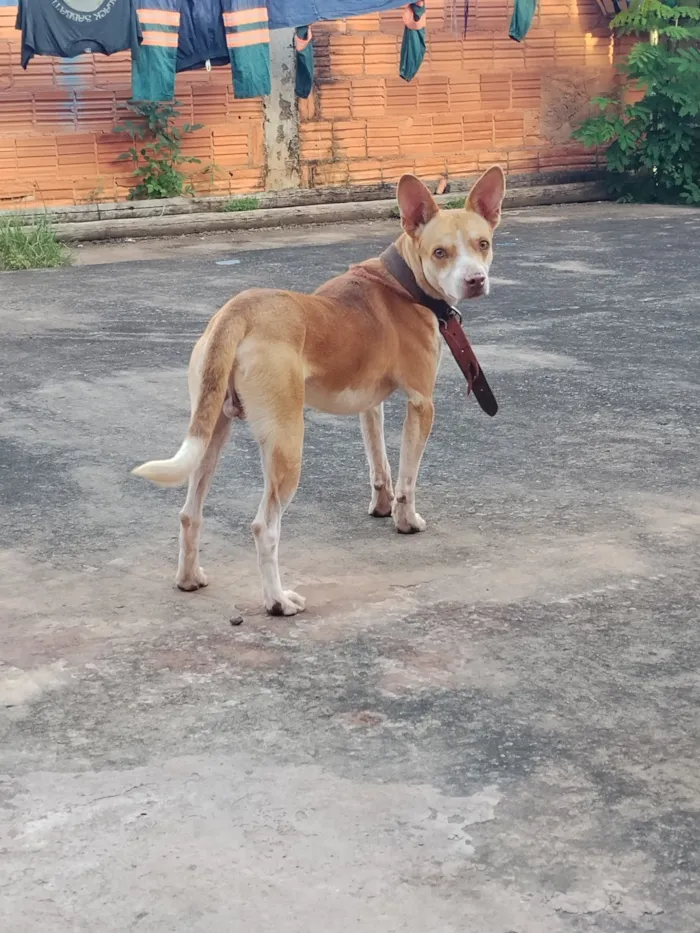 Cachorro raça SRD-ViraLata idade 1 ano nome Dick
