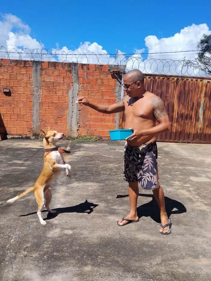 Cachorro raça SRD-ViraLata idade 1 ano nome Dick