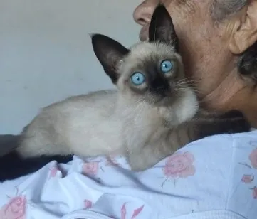 Gato raça Siamês idade Abaixo de 2 meses nome Gatinha sem nome