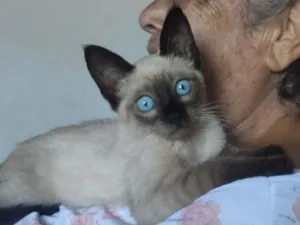 Gato raça Siamês idade Abaixo de 2 meses nome Sem nome