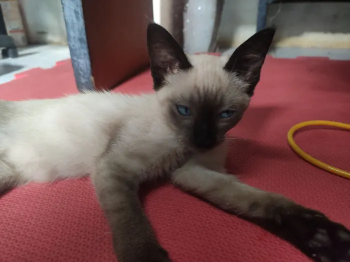 Gato raça Siamês idade Abaixo de 2 meses nome Gatinha sem nome