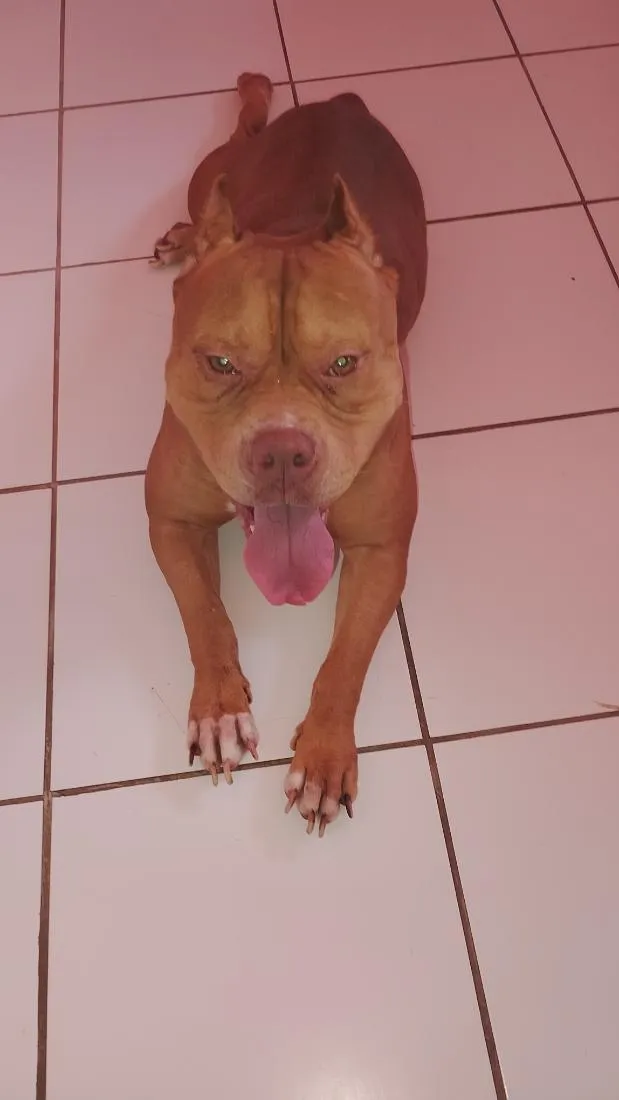 Cachorro raça Pit-Bull idade 1 ano nome kiara