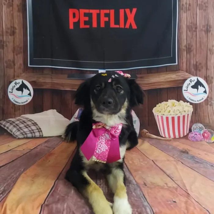 Cachorro raça SRD-ViraLata idade 2 anos nome Luna 