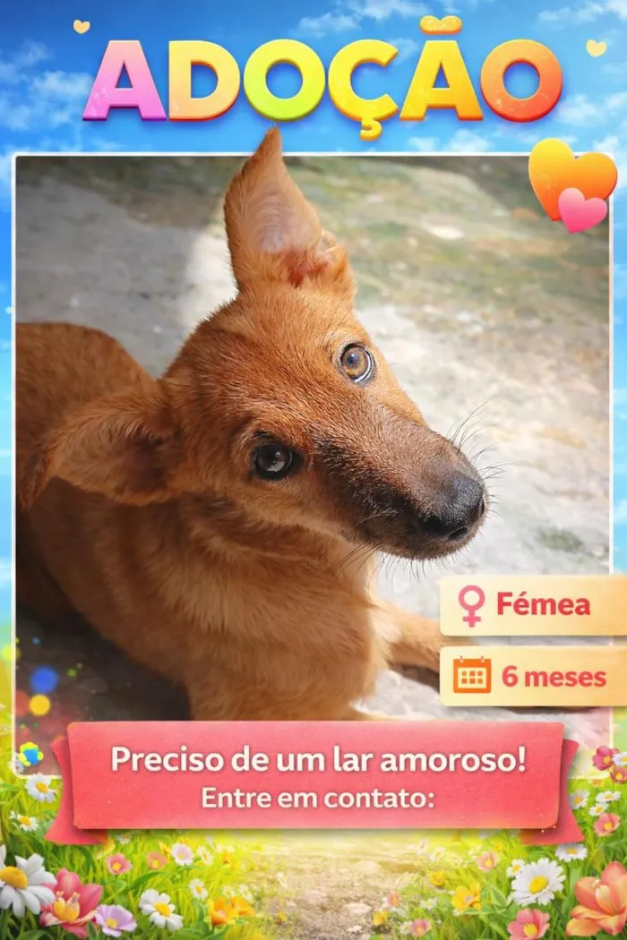 Cachorro raça SRD-ViraLata idade 2 a 6 meses nome Mel