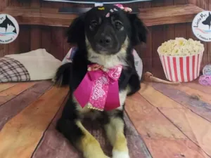 Cachorro raça SRD-ViraLata idade 2 anos nome Luna 