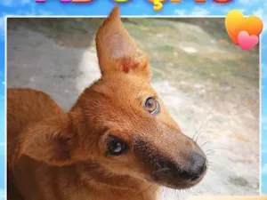 Cachorro raça SRD-ViraLata idade 2 a 6 meses nome Mel