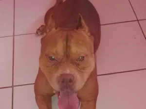 Cachorro raça Pit-Bull idade 1 ano nome kiara