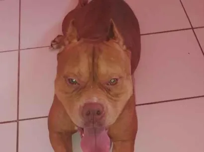 Cachorro raça Pit-Bull idade 1 ano nome kiara