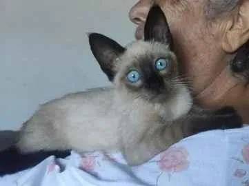 Gato raça Siamês idade Abaixo de 2 meses nome Gatinha sem nome
