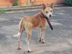 Cachorro raça SRD-ViraLata idade 1 ano nome Dick