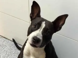 Cachorro raça Pit-Bull idade 3 anos nome Jade