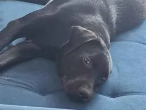 Cachorro raça Labrador idade 7 a 11 meses nome Akin