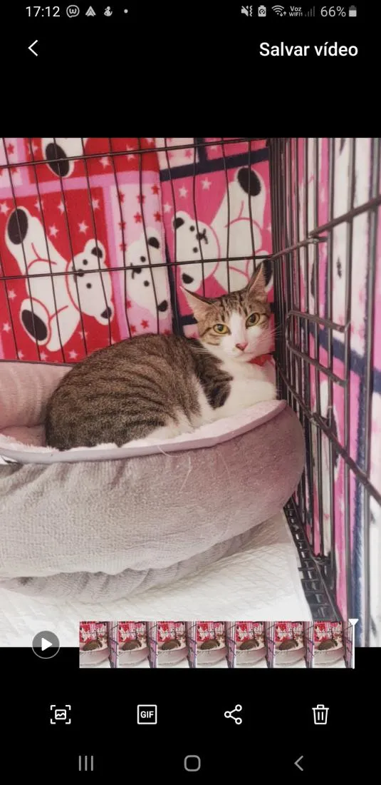 Gato raça SRD-ViraLata idade 1 ano nome Clarice