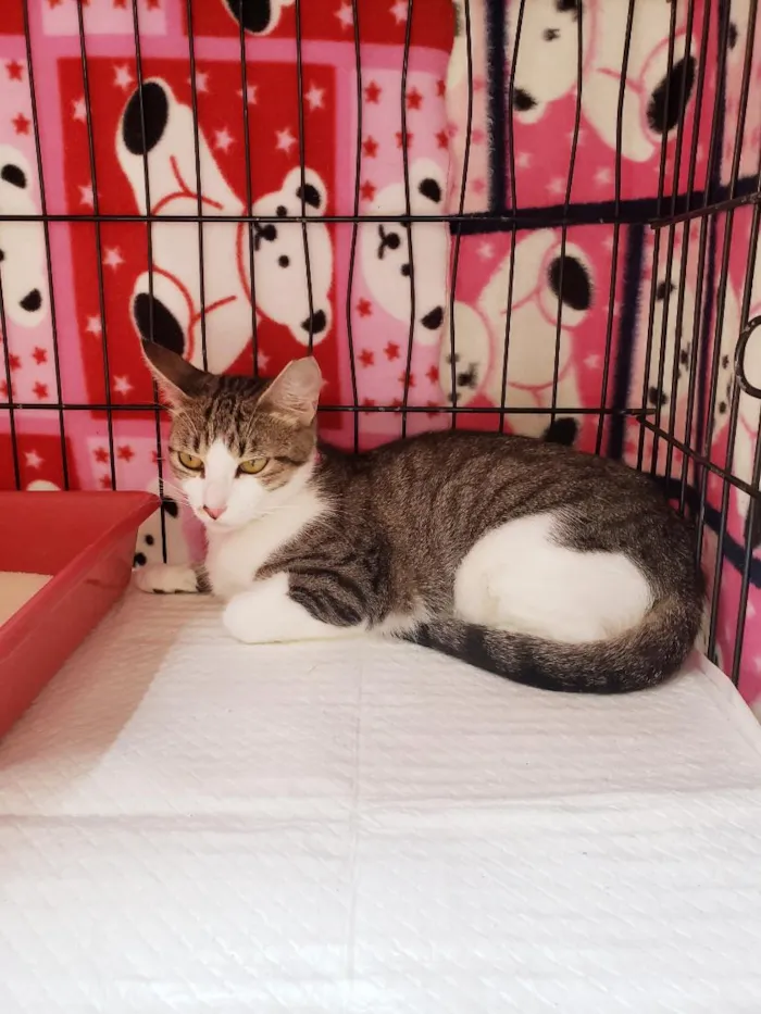 Gato raça SRD-ViraLata idade 1 ano nome Clarice