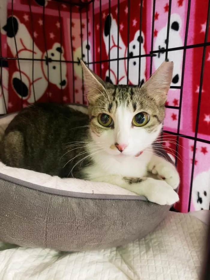 Gato raça SRD-ViraLata idade 1 ano nome Clarice