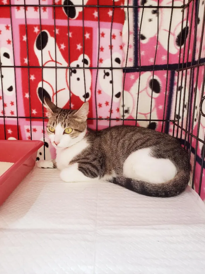 Gato raça SRD-ViraLata idade 1 ano nome Clarice