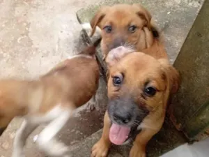 Cachorro raça SRD-ViraLata idade Abaixo de 2 meses nome filhotes