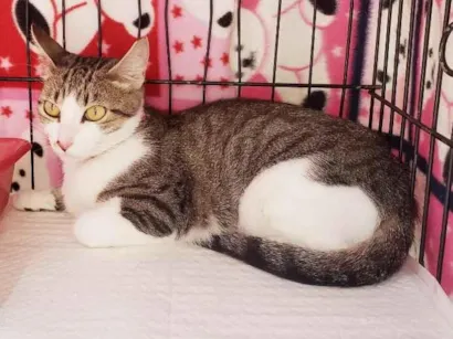 Gato raça SRD-ViraLata idade 1 ano nome Clarice