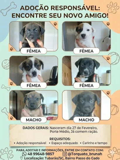 Cachorro raça SRD-ViraLata idade 2 a 6 meses nome Sem nome