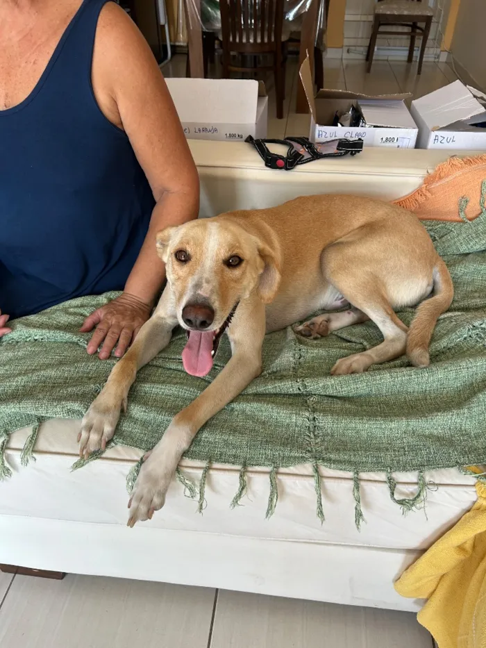 Cachorro raça SRD-ViraLata idade 2 anos nome Apolo