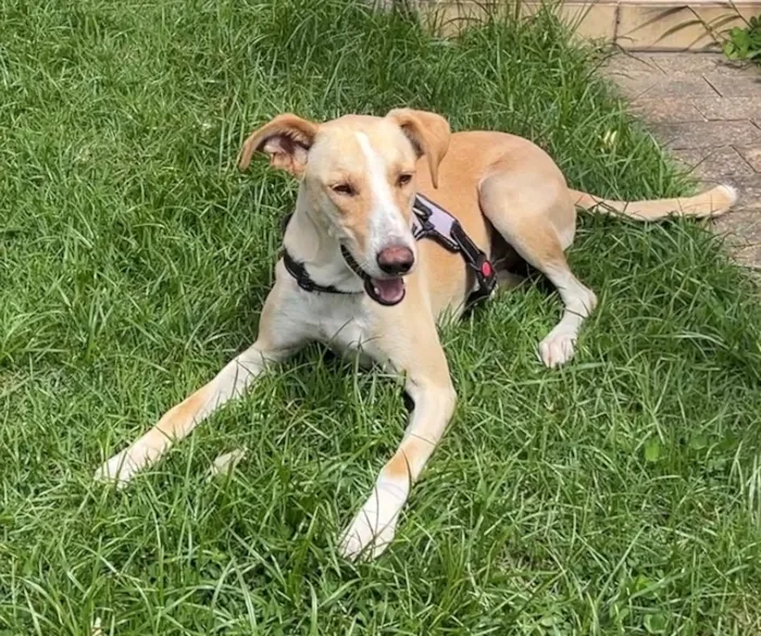 Cachorro raça SRD-ViraLata idade 2 anos nome Apolo