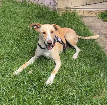 Cachorro raça SRD-ViraLata idade 2 anos nome Apolo