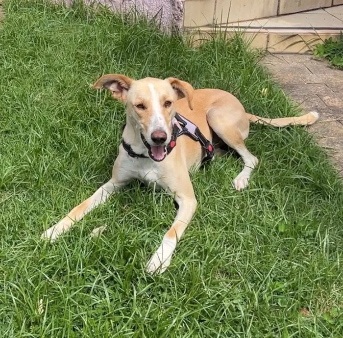 Cachorro raça SRD-ViraLata idade 2 anos nome Apolo