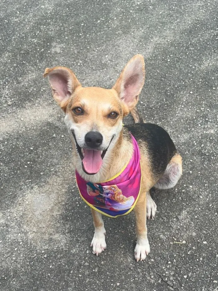 Cachorro raça SRD-ViraLata idade 1 ano nome leona