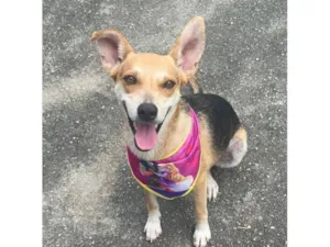 Cachorro raça SRD-ViraLata idade 1 ano nome leona