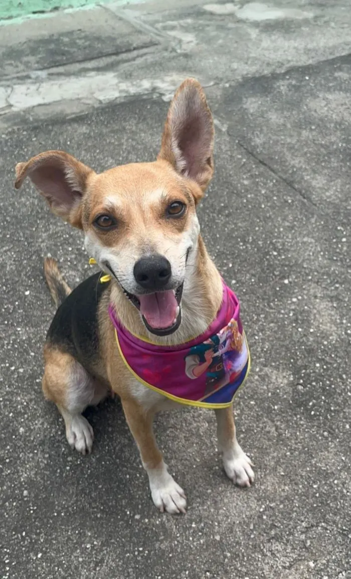 Cachorro raça SRD-ViraLata idade 1 ano nome leona