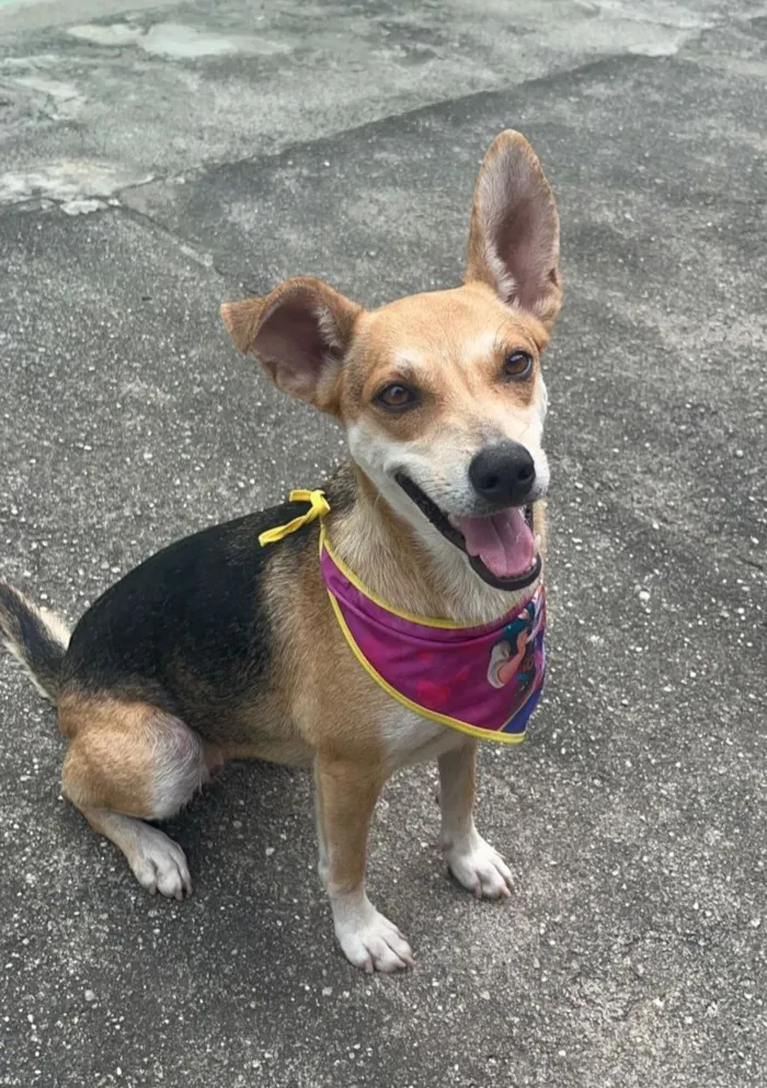 Cachorro raça SRD-ViraLata idade 1 ano nome leona