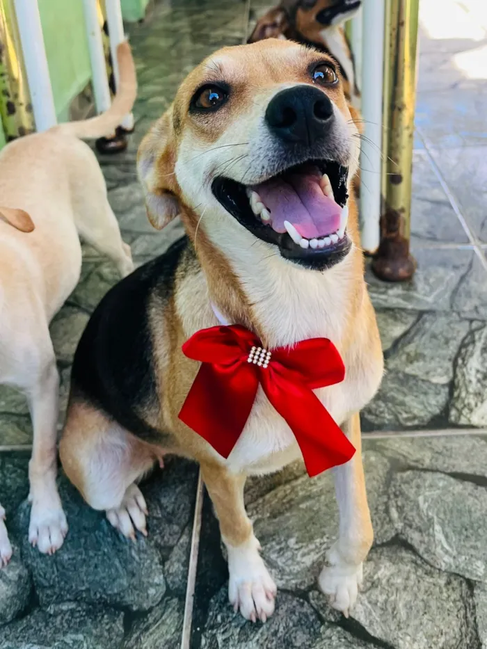 Cachorro raça SRD-ViraLata idade 1 ano nome leona