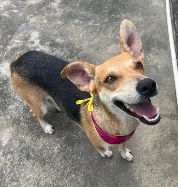 Cachorro raça SRD-ViraLata idade 1 ano nome leona