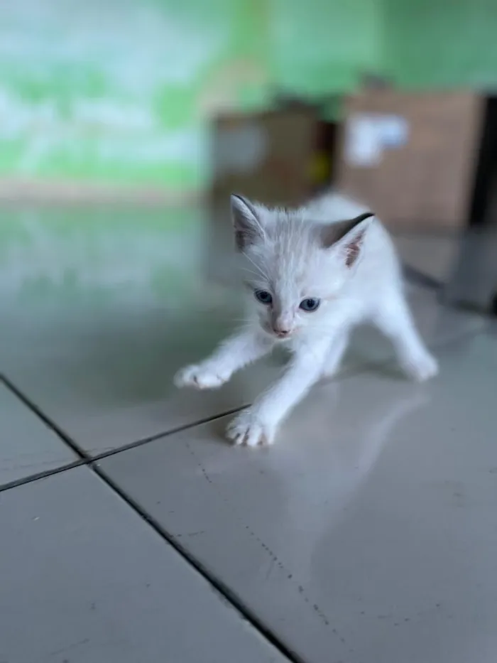 Gato raça SRD-ViraLata idade Abaixo de 2 meses nome 4 gatinhos(3 machos e 1 fêmea)