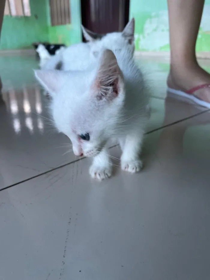 Gato raça SRD-ViraLata idade Abaixo de 2 meses nome 4 gatinhos(3 machos e 1 fêmea)