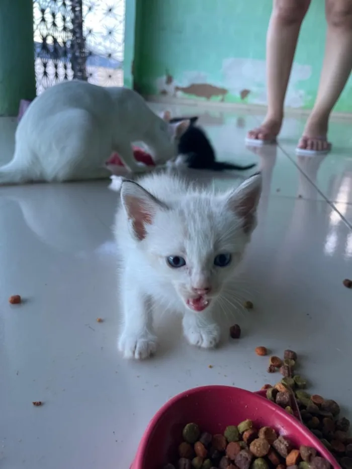 Gato raça SRD-ViraLata idade Abaixo de 2 meses nome 4 gatinhos(3 machos e 1 fêmea)