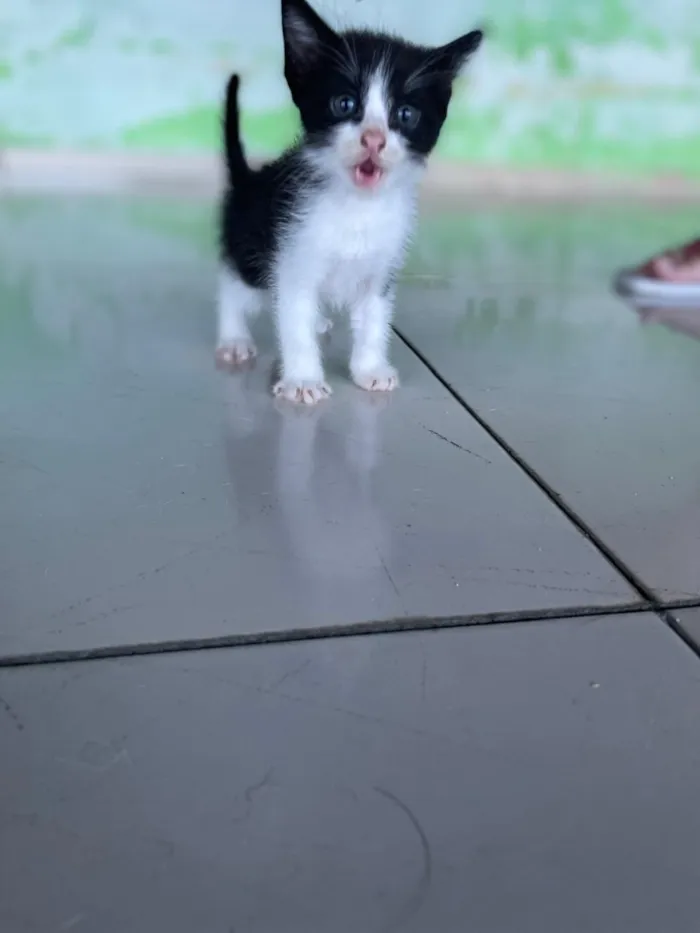 Gato raça SRD-ViraLata idade Abaixo de 2 meses nome 4 gatinhos(3 machos e 1 fêmea)