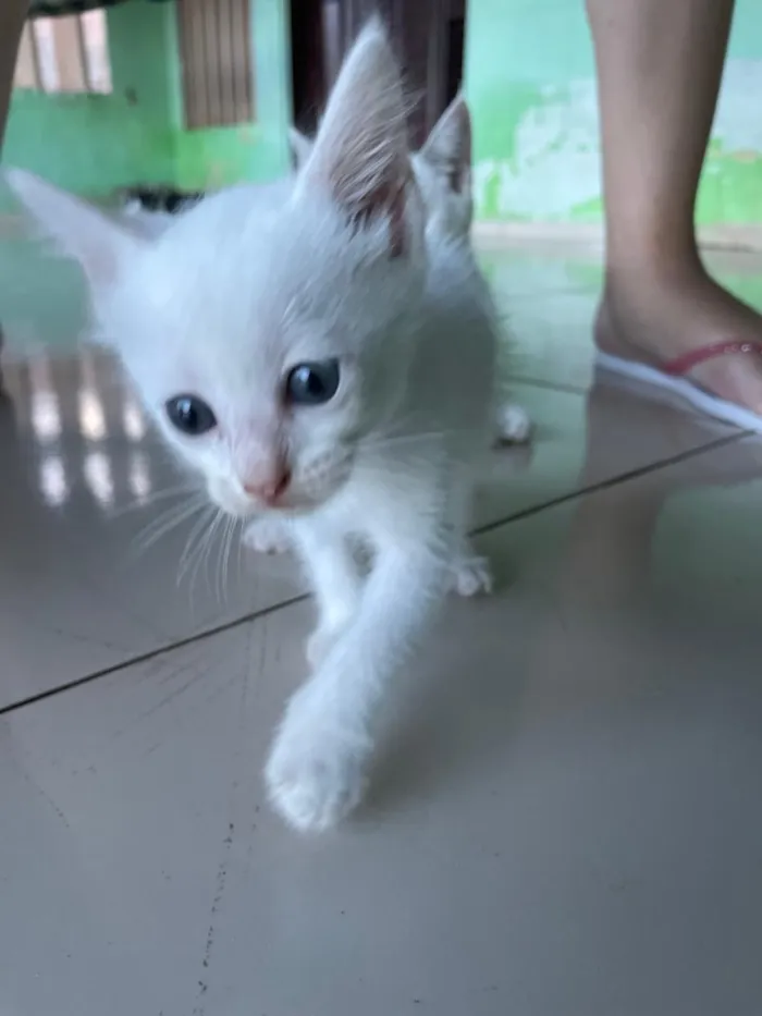 Gato raça SRD-ViraLata idade Abaixo de 2 meses nome 4 gatinhos(3 machos e 1 fêmea)