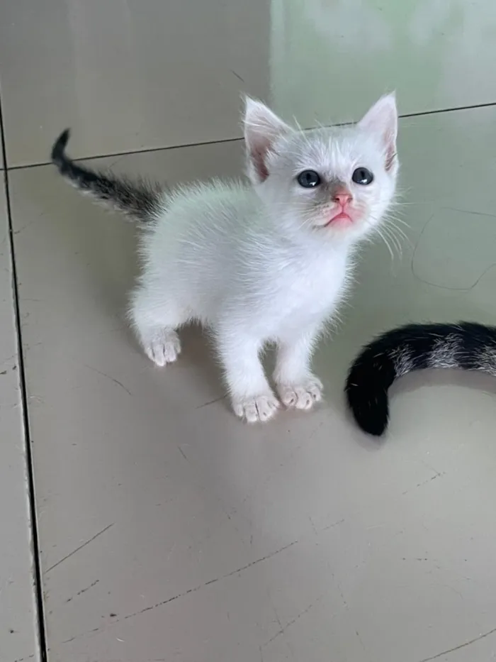 Gato raça SRD-ViraLata idade Abaixo de 2 meses nome 4 gatinhos(3 machos e 1 fêmea)