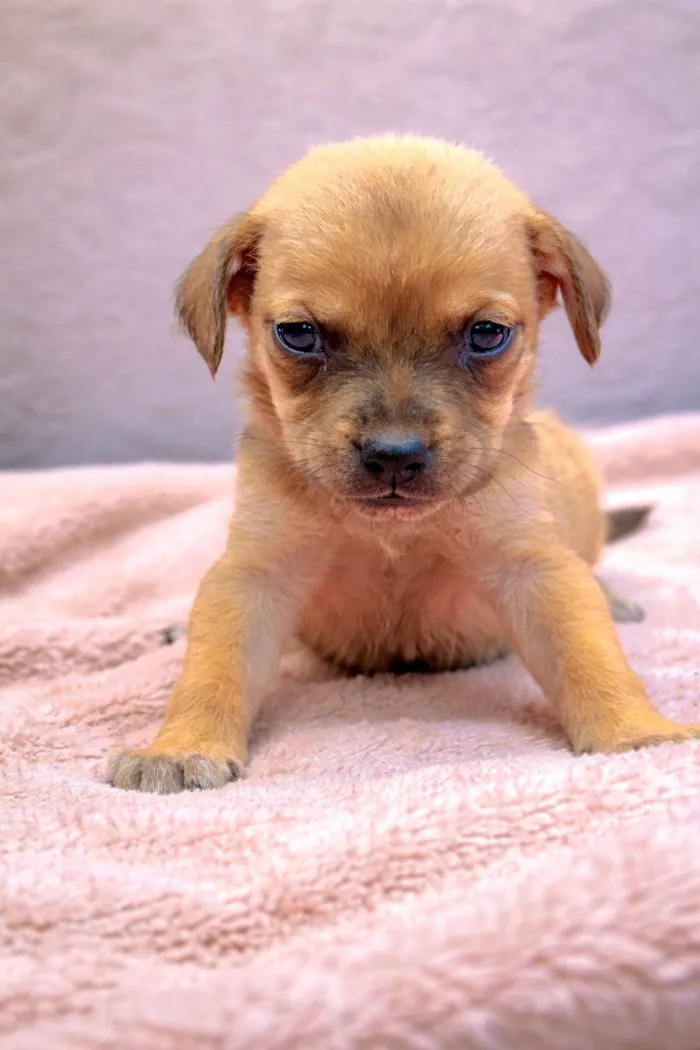 Cachorro raça SRD-ViraLata idade 2 a 6 meses nome Raffa