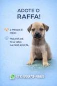 Raffa