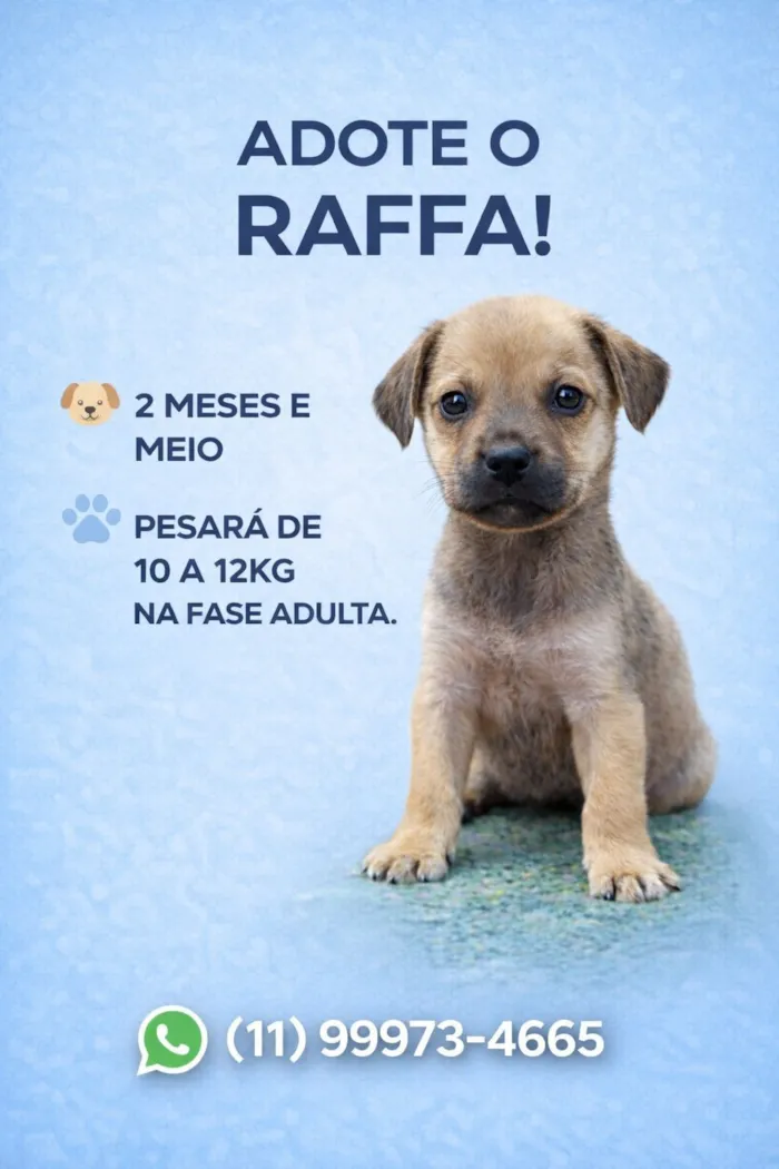 Cachorro raça SRD-ViraLata idade 2 a 6 meses nome Raffa